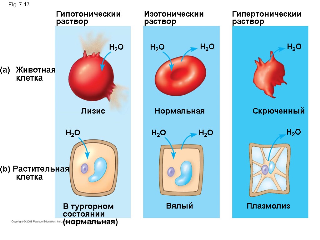 Fig. 7-13 Гипотоническии раствор Животная клетка (b) Растительная клетка H2O Лизис H2O В тургорном
